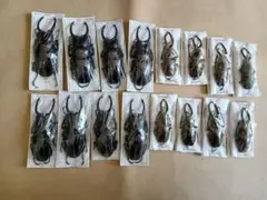 2026年最新】標本 昆虫の人気アイテム - メルカリ