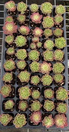 CT1303 ピンク姫 50苗 多肉植物 土と根付き エケベリア 韓国苗 - メルカリ