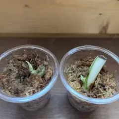 モンステラ　ボルシギアナ　ホワイトタイガー 茎伏せ　2株セット①のサムネイル