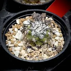 umi.様 リクエスト 2点 まとめ商品