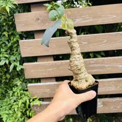 サマーセール！ 発根済み 現地株 アデニア ステイローサ レッドリーフ 現地球 サマーセール！ 発根済み 現地株 アデニア ステイローサ レッド