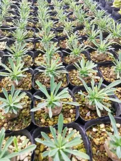 2026年最新】塊根植物 セットの人気アイテム - メルカリ