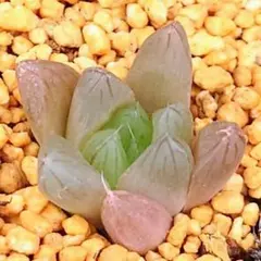 どら様 リクエスト 6点 まとめ商品