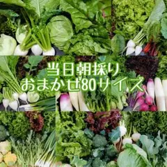 当日朝採り野菜詰め合わせ☆おまかせ野菜セット80サイズ産地直送