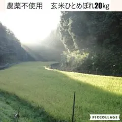 nisinikiiro2828さま専用 農薬不使用玄米 ひのひかり 30㎏ - メルカリ