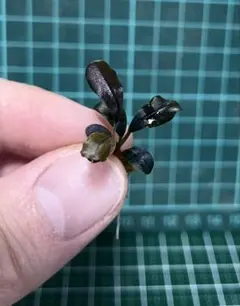 なみへい様 リクエスト 2点 まとめ商品