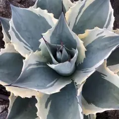 2026年最新】オバティフォリア錦の人気アイテム - メルカリ