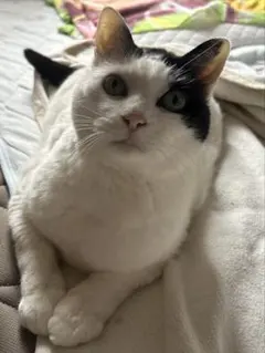 【Chocoly⭐︎ちょこりぃ様専用】羊毛フェルト　オーダーメイド専用　全身フォト