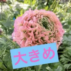 宿根草【正規品】ラナンキュラス ポンポン『アリス』土を落とさず
