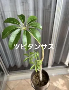 2025年最新】ツピタンサスの人気アイテム - メルカリ