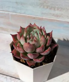 SSSさん苗　コロラータ(M実生)×(中里リンゼアナ×ホリコロ)札付きポットごと SSSさん苗 コロラータ(M実生)×(中里リンゼアナ×ホリコロ)札付き