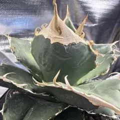 オアハカワイルド　中株 オアハカワイルド 中株 - メルカリ