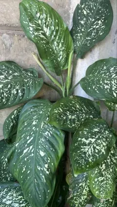Aglaonema sp. Krabi 【ZOE0626-04t】 アグラオネマ - メルカリ
