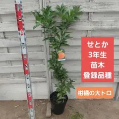 麗紅 )(せとか )苗木果樹 2種セット高さ約100cm5年目現品限り9/13