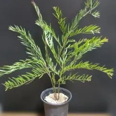 りんご様ご予約品