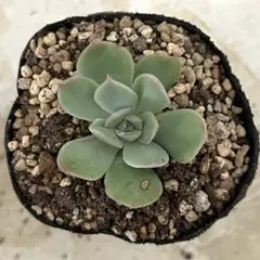 ルビーライム 抜き苗 多肉植物 ミックスベリア おらいさん苗 - メルカリ