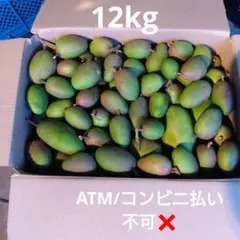 セール目玉品【20Kg 】青マンゴー（摘果マンゴー）沖縄産 GreenMango