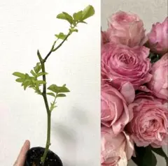 ⭐️購入前必ずコメント下さい　レア　切り花品種　四季咲きバラ苗