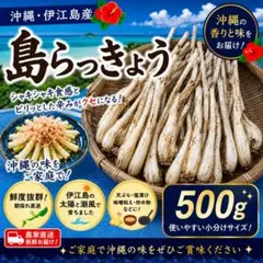 【今だけ特価】訳あり 島らっきょう 500g 伊江島産 農家直送のサムネイル