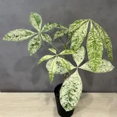 美株】シェフレラ・ソフィア 斑入り 古木仕立て 観葉植物① - メルカリ