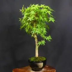 アウトドアファン様 リクエスト 2点 まとめ商品