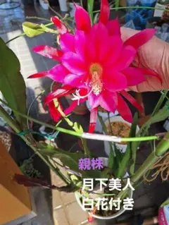 孔雀サボテン クリーム色大輪 カット苗3つ 、蕾が金色見えます、花