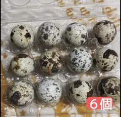 ※並うずらのたまご　６個 カラー、バイド含む　補償あり 食用卵 有精※卵のサムネイル