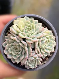 Top【選抜株】多肉植物　25743ホワイトミニマ錦　10個　鉢無し/脱土