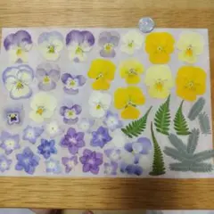 押し花 207 訳あり