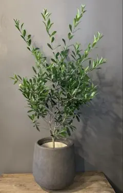 大型 フィカス ベンガレンシス 螺旋仕立て 10号 陶器鉢 植え込み発送