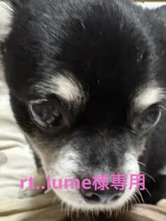 rt..lume様 リクエスト 3点 まとめ商品