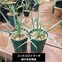 ユッカロストラータ実生5株 - メルカリ