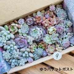 9 多肉植物　多肉弁当　詰め合わせ　寄せ植え　セット　カット苗　韓国苗　セダム