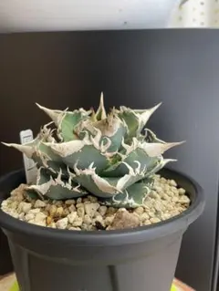 2025年最新】CJ special アガベの人気アイテム - メルカリ