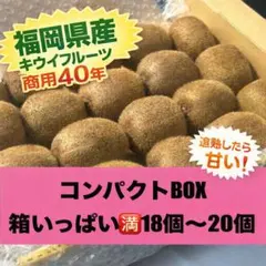 残僅か★キウイフルーツ　果物　福岡県産キウィ箱いっぱい1.25k以上18〜20個