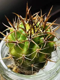 2025年最新】エリオシケの人気アイテム - メルカリ