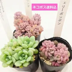 2026年最新】観葉植物の人気アイテム - メルカリ