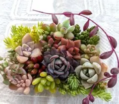 多肉植物 カット苗 寄せ植えセット　多肉弁当のサムネイル