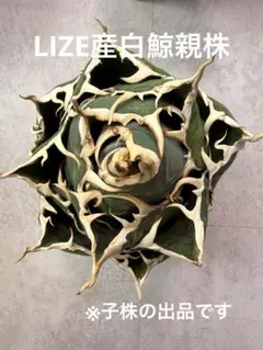 アガベ オテロイ 白鯨 LIZE血統 陽炎 ボールタイプ 子株7のサムネイル