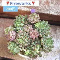 ❣️花火❣️現品 エケベリア 寄せ植え 多肉弁当 多肉植物 - メルカリ