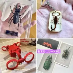 2026年最新】テン 剥製の人気アイテム - メルカリ