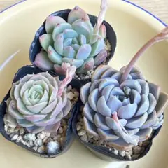 札落ち　エケベリア　多肉植物　3鉢セット　抜き苗