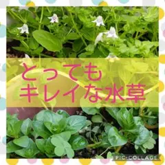 ♥️メルカリ便 割引情報あり♥️無農薬ビオトープ水草セット ルドヴィジアのサムネイル