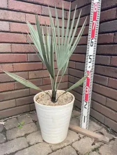 2025年最新】ブラヘアアルマータの人気アイテム - メルカリ