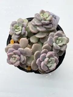 ぱったん♥️即購入可様 リクエスト 2点 まとめ商品