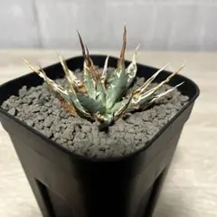 は*る様 【発根済・陽炎】誰もが羨むハイクオリティ株！エボリスピナ/鉢ごと発送 発根済・陽炎】誰もが羨むハイクオリティ株！エボリスピナ/鉢