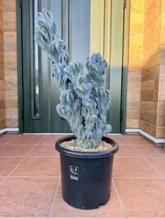 2026年最新】岩石獅子の人気アイテム - メルカリ