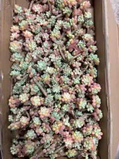 BN1094　ロココ　抜き苗　78株　多肉植物 エケベリア 韓国苗 サボテンのサムネイル