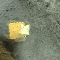チョコサプ サンリオ はなまるおばけ