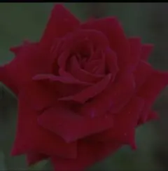 深ばき純綿美形ショーツお腹まで包む 産後 骨盤 矯正 補正下着【4枚セット】